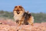 SPITZ ALLEMAND 346